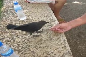 Вороненок просит людей открыть бутылку воды