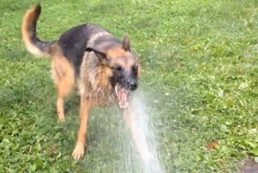 Немецкая овчарка против водяного шланга