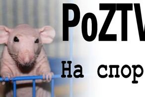 PoZTV: Стрижёмся налысо на спор (Prank)