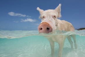 Мама кабанище!