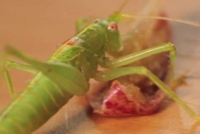 Голодный гость. HD1080p