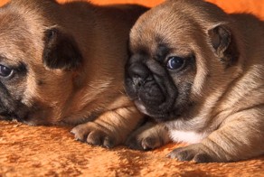 Tarzan&Fiona. Слайдшоу из фотографий. HD1080p