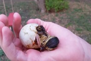 Первые моменты жизни утенка