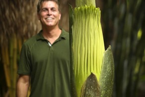 Самый вонючий цветок в мире