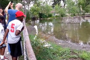 Даже лебеди ненавидят селфи