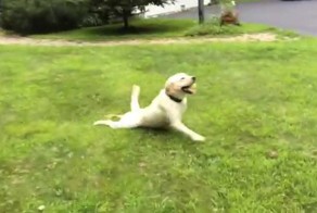 У Собаки оригинальный тормоз