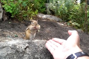 Смелый бурундук