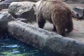 Мишка спасает тонущую ворону