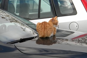 Кошки на капоте.