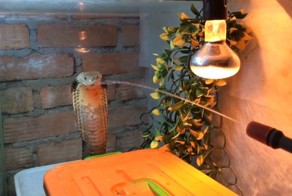 Кобру коброй вышибают