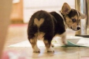 Японцы помешались на щенячьих попках