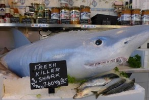 Розыгрыш с ожившим чучелом акулы