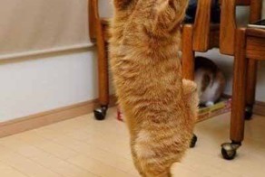 Кошки танцуют))