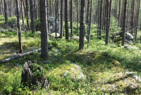 Как мы клад искали