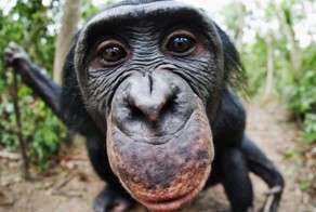 Мастерские фотографии животных по версии Дейли Телеграф