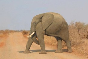 Если бы у земных животных не было шеи