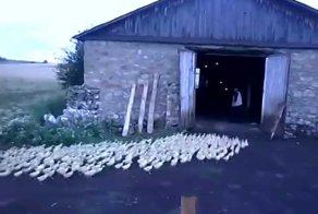 Командный голос