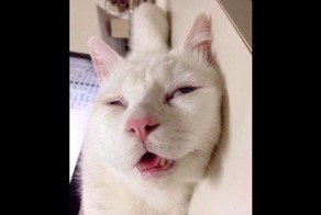 Котейка просит чтобы его погладили