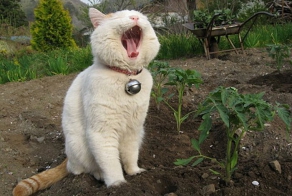 Котик, который очень любит спать