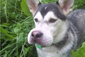 ТОП-11 собак, ужаленных пчелами