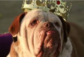 Ужасная правда про породистых собак