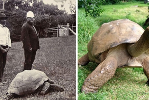 Черепаха Джонатан в 1902 и сейчас