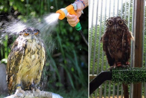 Мокрые совы 