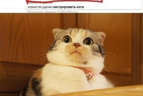 Кастрация кота в домашних условиях