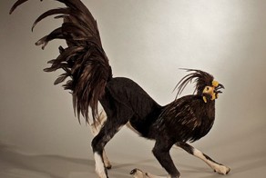 "Шедервы" мастеров-таксидермистов