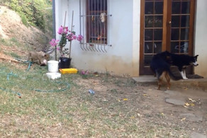 Кошки против собак