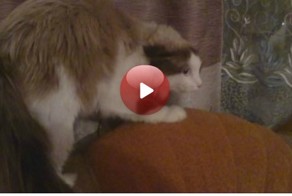 Тот самый кот! УЙДИ! УЙДИ!