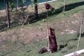 Медведица спасает медвежонка