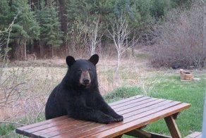 Отдайте России долги