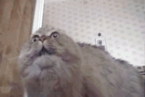 Gif подборка