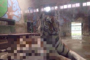 Страшно худой тигр