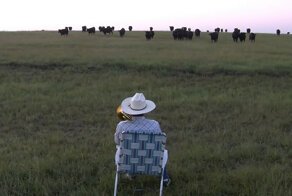 Коровы тоже любят музыку