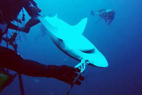 Любители поплавать с акулами