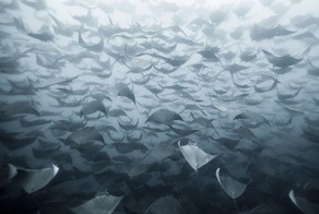 National Geographic представил лучшие снимки июля