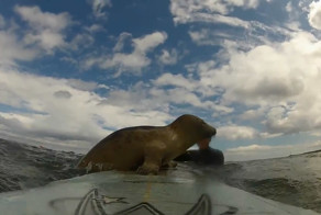 Дружелюбный тюлень