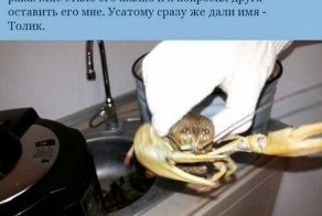 Приключения Толяна