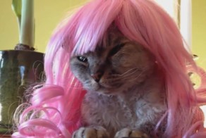 Котики и собачки в париках