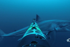 Нападение акулы на камеру