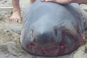  Акула в Славянке