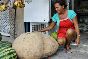  Картофелина 80 кг и ананас 15 кг