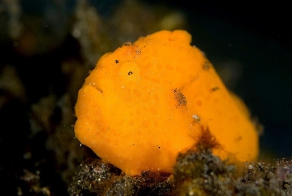 Самые страшные в мире морские существа