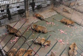 Тжелая судьба тигров на Востоке