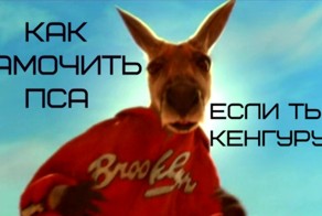 Как замочить пса, если ты КЕНГУРУ???
