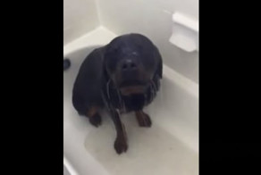 Собака кайфует под душем