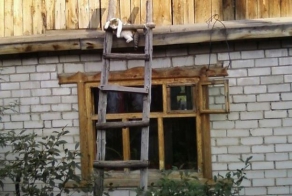 Нормальный деревенский кот