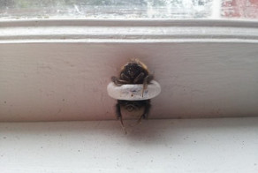 Шмель, который застрял